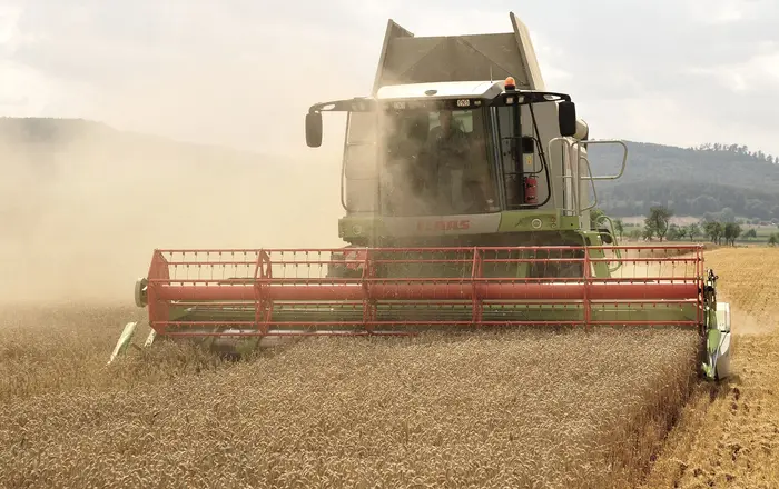 The combine Claas Lexion 584 in the wheat harvest